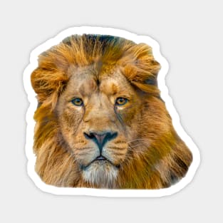 Mischievous looking Lion Magnet