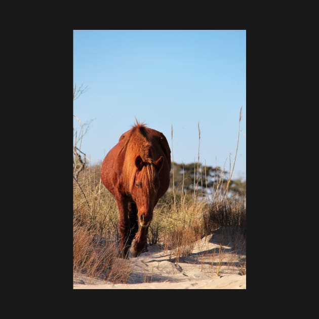 Assateague Beach Ponies - Series - 06 by searchlight