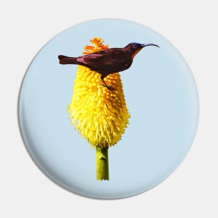 Amethyst Sunbird on Flowering Red Hot Poker Pin