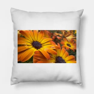 Orange Daisies With Water Drops Pillow