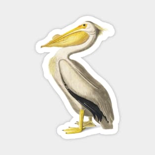 American White Pelican Magnet