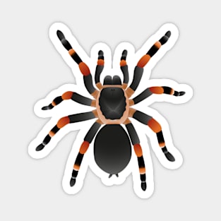 Spider Magnet