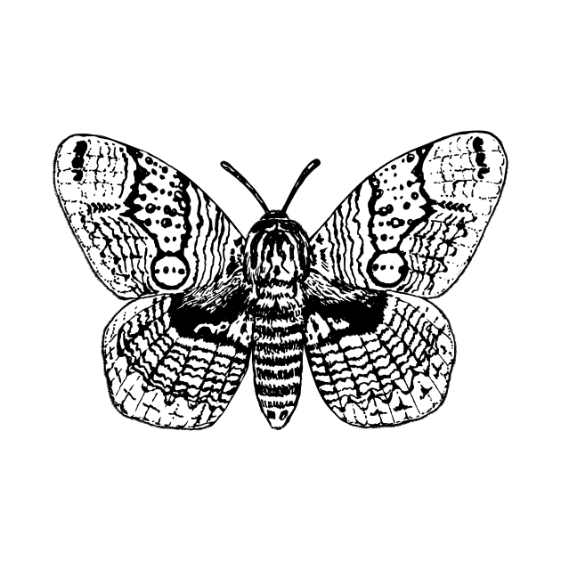 Brahmin moth drawing by katerinamk