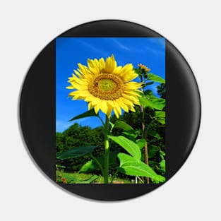 Sunflower and Honeybee Photographic Print Pin