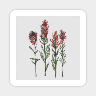 Wildflower Sketch Indian Paintbrush Magnet