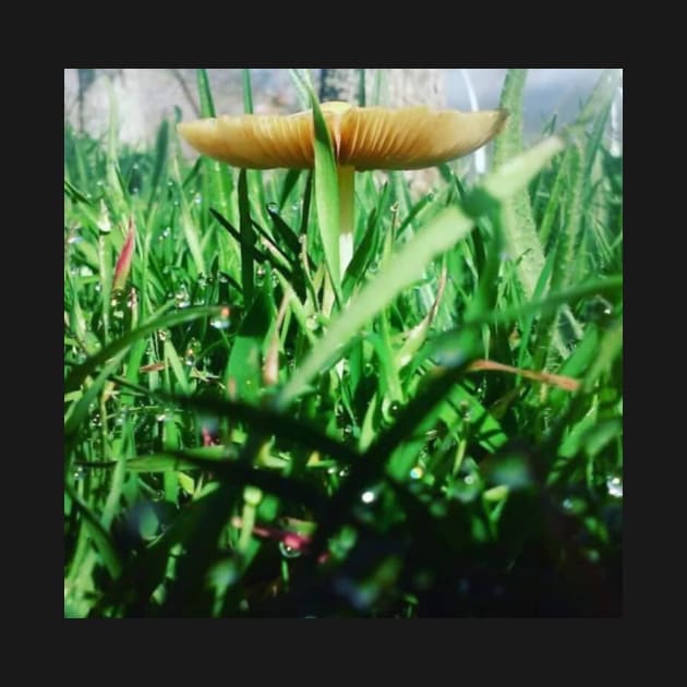 Mushroom Photography Prints #4 by SquishyBeeArt