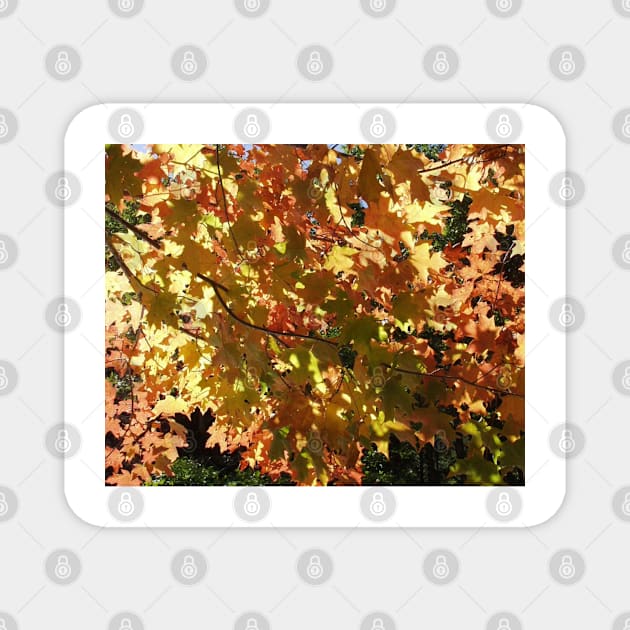 Maple Leaves in the Fall Magnet by rconyard