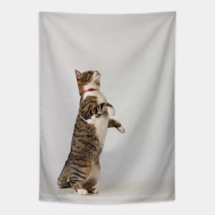 active cat playing Tapestry