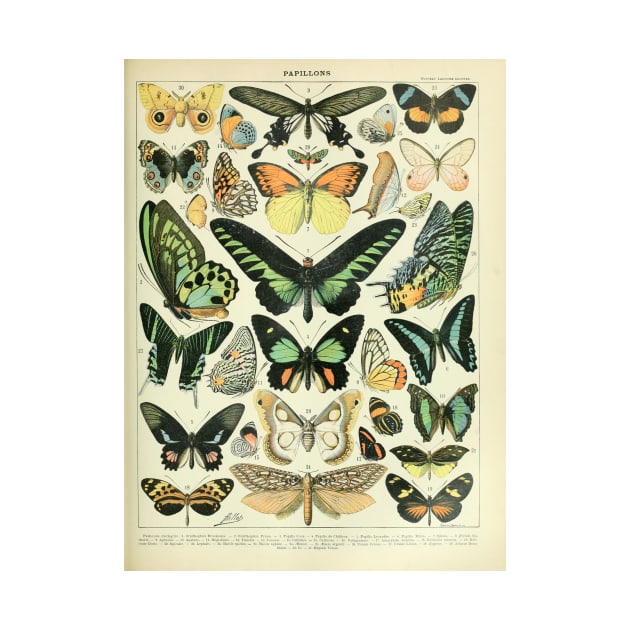 Adolphe Millot Arthropodes Insects papillons Chart Illustration Butterflies by CONCEPTDVS