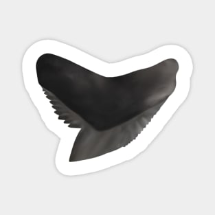 Tiger Shark Tooth Magnet