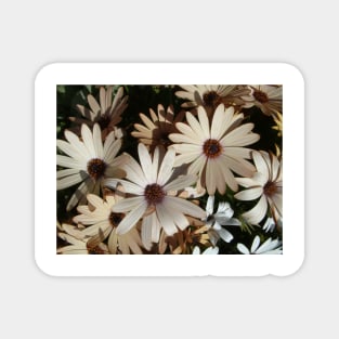 Daisies Magnet