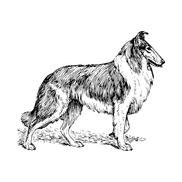 Collie by Netdweller