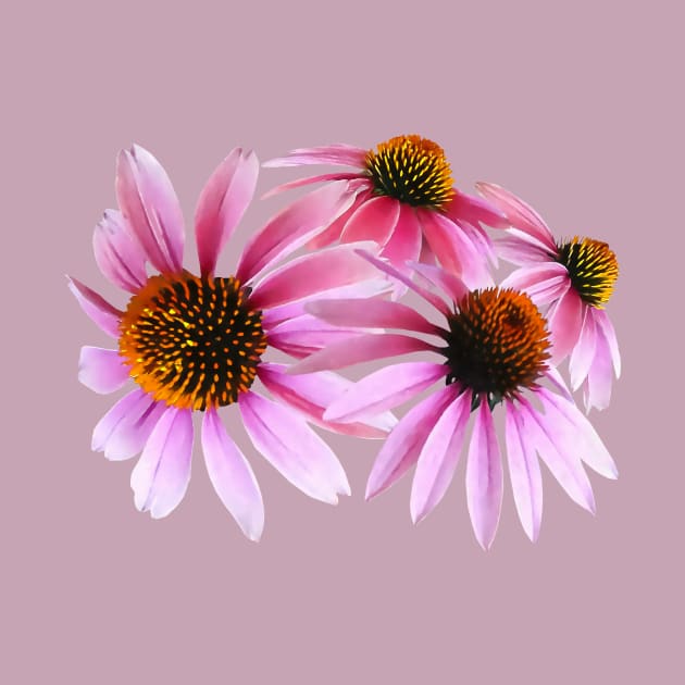 Circle of Coneflowers by SusanSavad