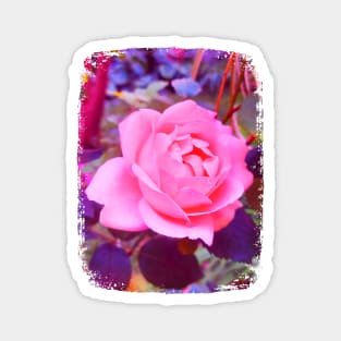 Pink Rose Fantasy Magnet