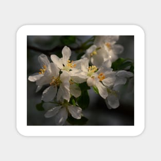 Pear Blossoms Magnet