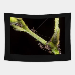 Unique and organic photo of a swarm of ants tending a treehopper Tapestry