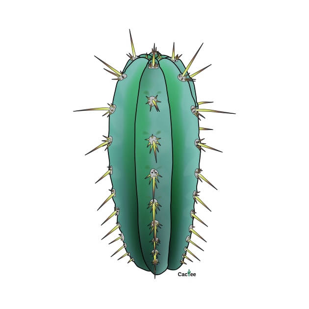 Trichocereus Sharxx Blue (Peruvianus) side by Cactee