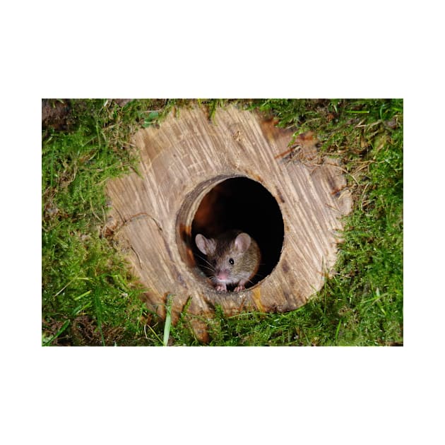 Mouse in a mossey hole by Simon-dell