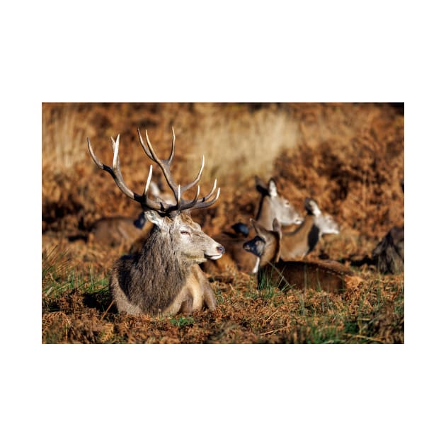 Red Deer Stag in Richmond Park by GrahamPrentice