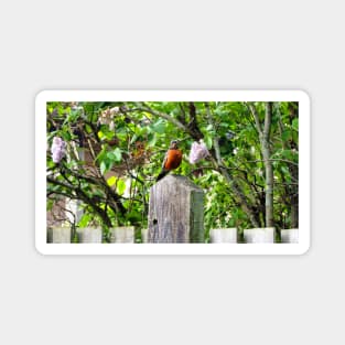 American Robin Standing On Top of a Post Magnet