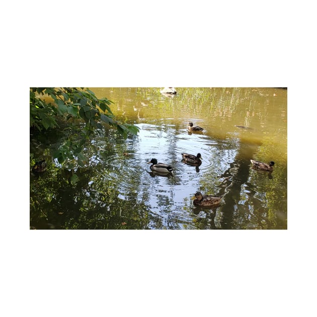 Paris Parc de Bercy Ducks by BlackBeret