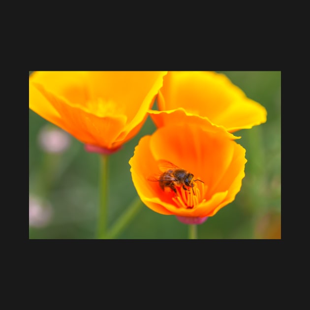 Bee and poppies by jvnimages