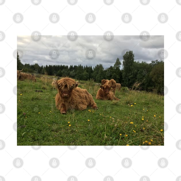 Scottish Highland Cattle Calves 1514 by SaarelaHighland