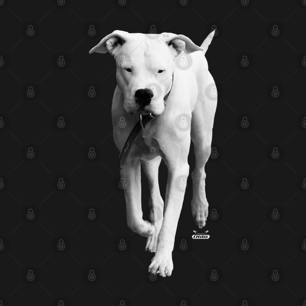 Dogo Argentino / Swiss Artwork Photography by RaphaelWolf