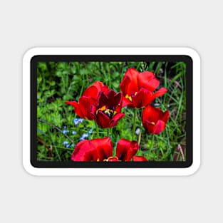 Flowers blooming in the garden. Magnet