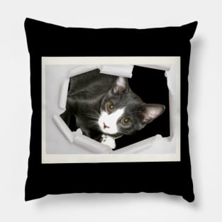 Handsome Gray Kitty Cat Pillow