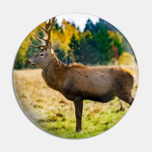 Majestic deer wall art photography Pin