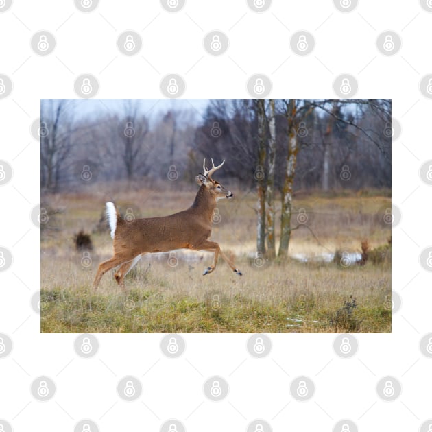 Deer Run - White-tailed deer by Jim Cumming