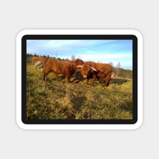 Scottish Highland Cattle Cow and Bull 1004 Magnet