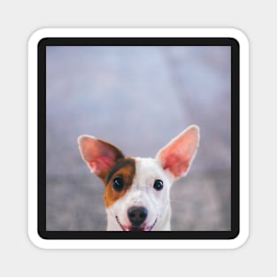 Happy Jack Russel Terrier Magnet