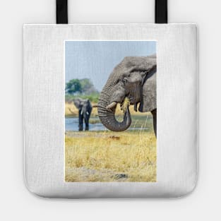 African bush elephant eating Tote