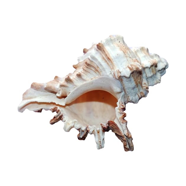 Grand conch seashell by hamptonstyle