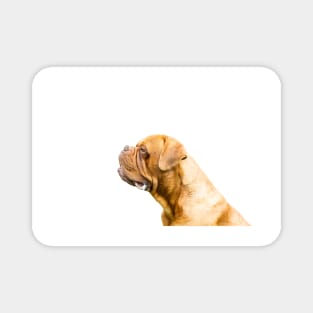 The Dogue de Bordeaux Or Bordeaux mastiff Magnet