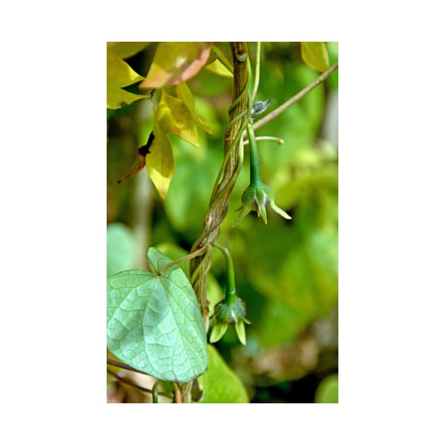 Budding Morning Glories by bobmeyers