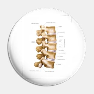 Lumbar part of vertebral column, artwork (C020/9065) Pin