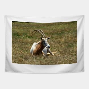 Scimitar Horned Antelope Tapestry