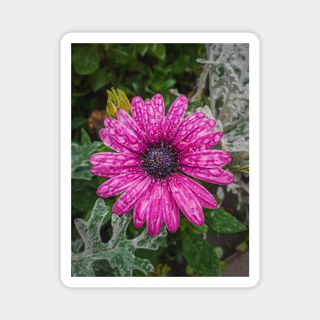 dew drops on purple aster Magnet by psychoshadow