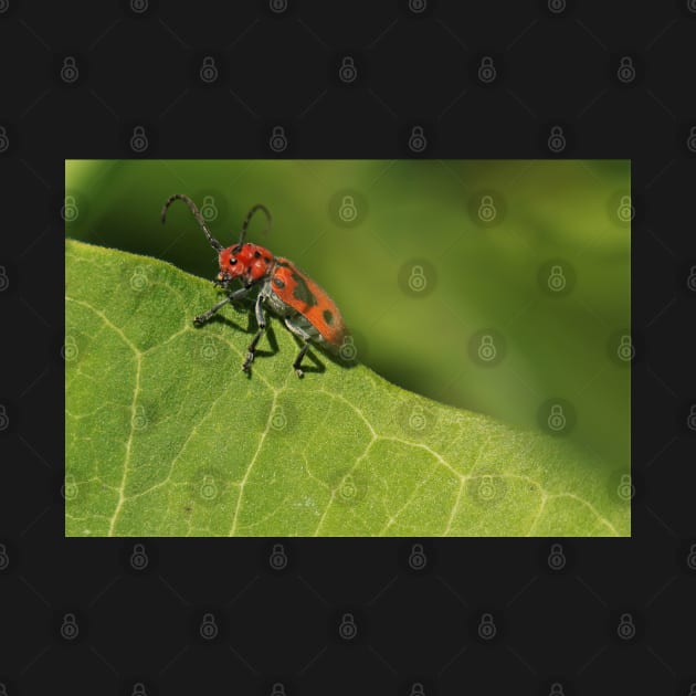 Red and black beetle on a leaf by BirdsnStuff