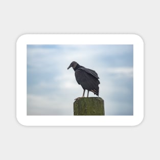 Turkey Vulture in Calabash Magnet