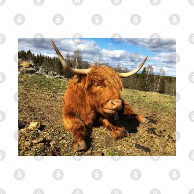 Scottish Highland Cattle Cow 2375 by SaarelaHighland