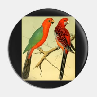 Colorful Birds of the Amazon: 1878 naturalist illustration Pin