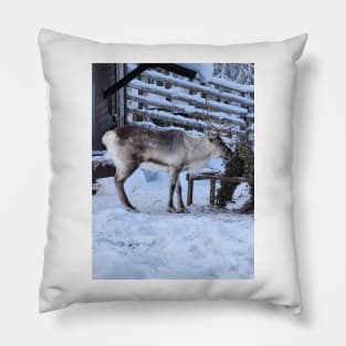 Lapland Pillow