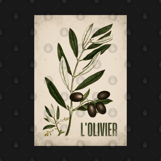 Old plant poster - The olive tree - Vintage - retro by Labonneepoque