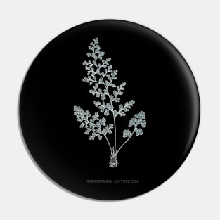 Fern - Gymnogramma Leptophylla - X-ray effect - 04 Pin