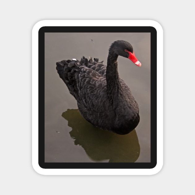 Black Swan Magnet by RedHillDigital