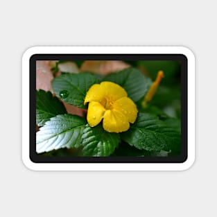 Yellow Flower Magnet